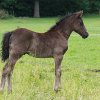 Welsh cob hengstveulen Zorro_1